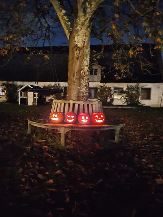 Halloween-græskarlamper i haven