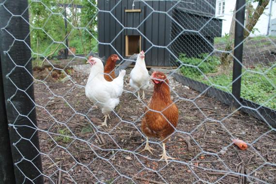 Tre høns i hønsegård på Familiecentret ibygård